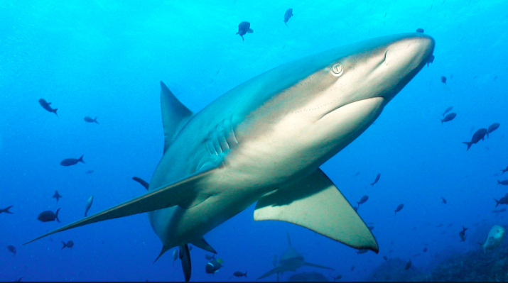 New legal argument presented on the ilegal smuggling of sharks by a Chinese ship in Galapagos – Ecuador
