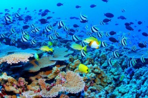 Great Barrier Reef Case – International Rights of Nature Tribunal Lima