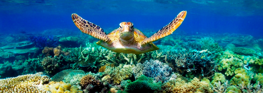 Great Barrier Reef Case Verdict – International Rights of Nature Tribunal Lima