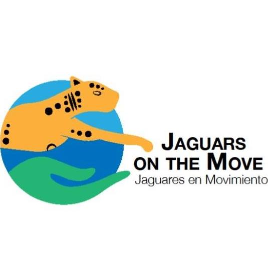 Jaguars On The Move